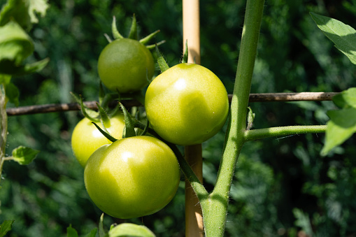 Tomatensuppe mit frischen Tomaten aus dem eigenen Garten