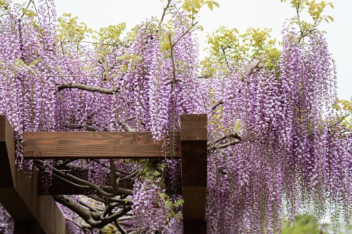 Japanese wisteria flower photo