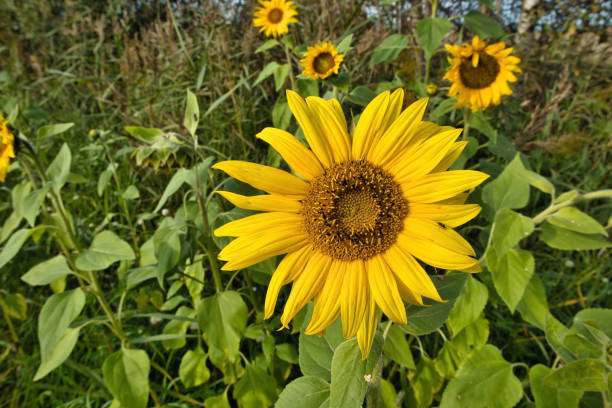 istock sunflower with lots of black beetles feeding on it 1693319356