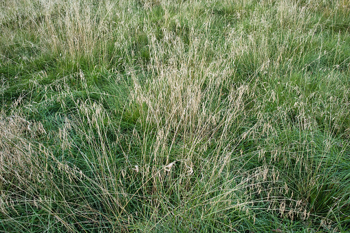 Defocused Grass with water drops