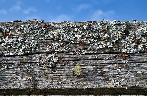 Old weathered wood with lichen covered texture natural background