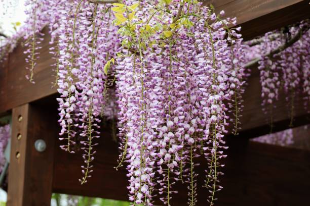 istock Japanese wisteria flowers 1693322894