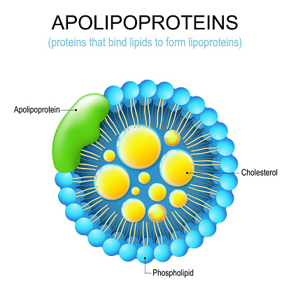 Apolipoprotein. Structure of a protein that bind lipids to form lipoproteins. LDL and Atherosclerosis. Vector illustration