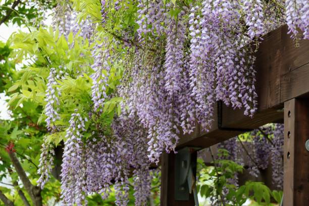 istock Japanese wisteria flowers 1693323528