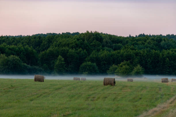 朝霧の中の干し草の俵のある畑 - round bale ストックフォトと画像