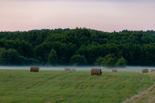 Field with hay bales in the morning fog. Summer landscape.