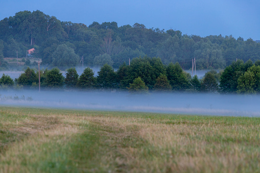 Evening fog in the meadow with trees and village in the background