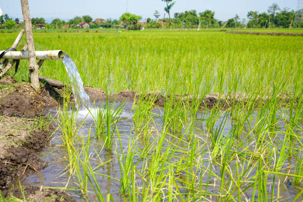 Irrigation of rice fields using pump wells with the technique of pumping water from the ground to flow into the rice fields. The pumping station where water is pumped from a irrigation canal.