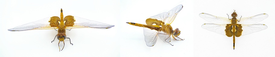 Dragonfly on white background