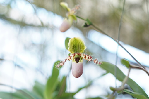 Close-Up Of a Lady's slipper orchid (Cypripedioideae) - stock photo