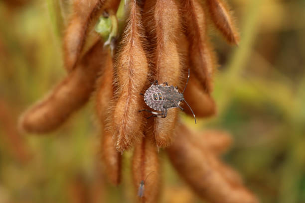 Imagem: istockphoto Imagem: istockphoto