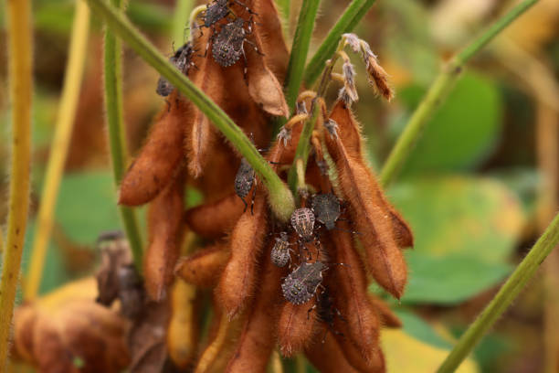 Close-up of  many brown marmorated shield bugs on soybean plant in the field. Halyomorpha halys insect at nymph stage in italy