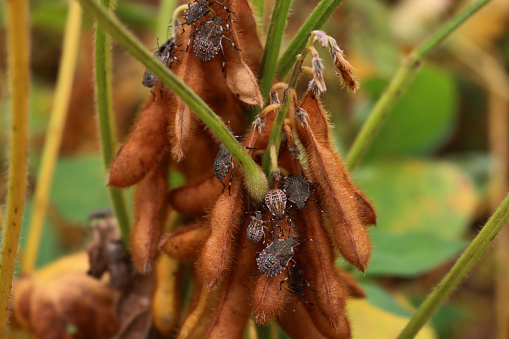 Close-up of  many brown marmorated shield bugs on soybean plant in the field. Halyomorpha halys insect at nymph stage in italy