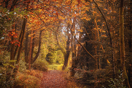 During the Autumn season, walking along a forest trail in Glenariff Forest Park, located in Ireland, provides a stunning display of colorful leaves and tranquil natural surroundings.