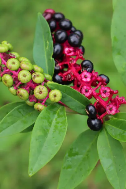 Close-up of Phytolacca americana ripe berries on branches. Pokeweed plant in the garden on late summer