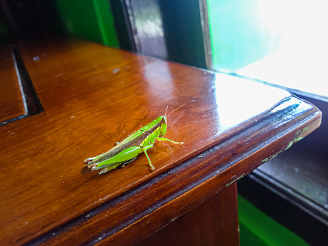 green grasshopper on a wooden table. selective focus