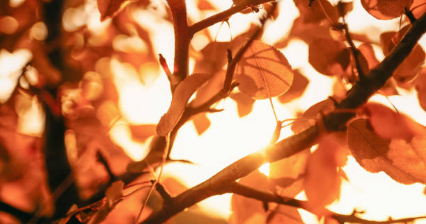 istock Garden sunshine background fall tree golden leaves 1693375937