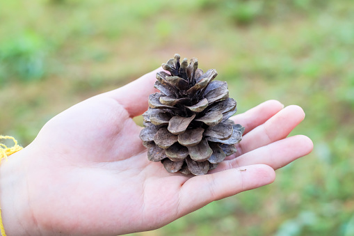 Hand holding a giant pine cone. A closeup shot of a hand holding a pine cone. Close up of pinecone in a hand at forest with green nature background.