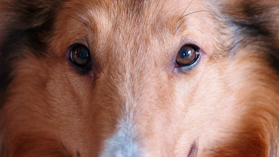 Close up of dog's eyes, friendly looking at camera, the eyes of rough collie dog.