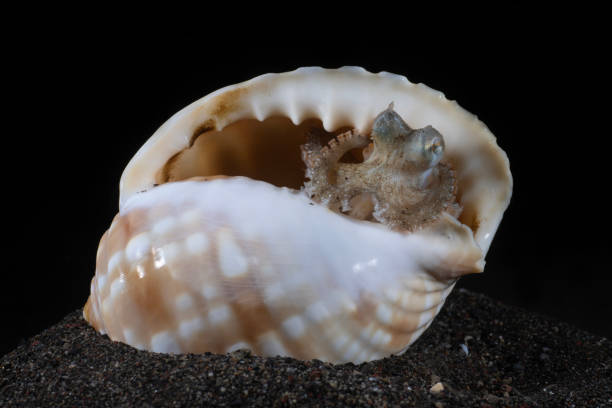 Octo Shell 120+ Octopus Coconut Shell Stock Photos, Pictures & Royalty-Free Images ...