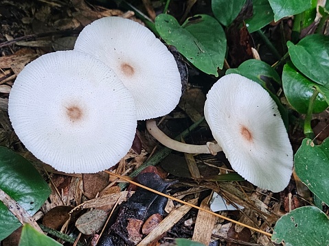 White mushrooms grow on dry leaves.