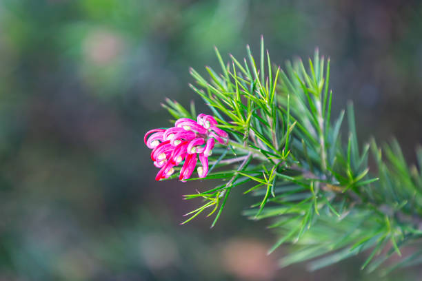 A grevillea juniperina in summer, with a shallow depth of field A close up of a juniper leaf plant in bloom grevillea juniperina stock pictures, royalty-free photos & images