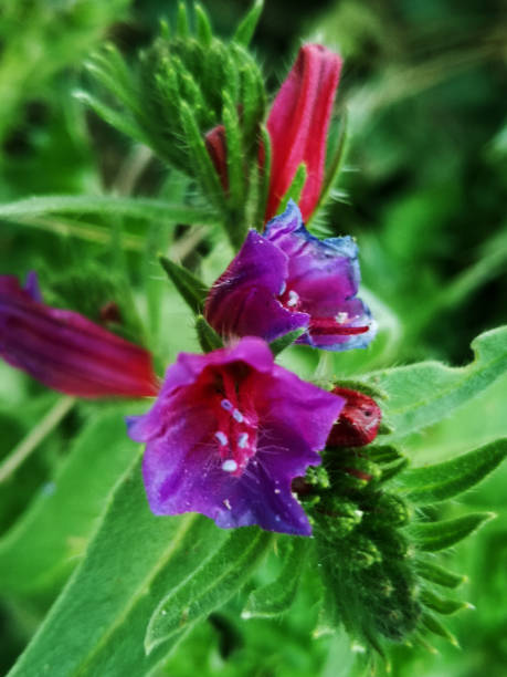 istock Vibrant Blossoms_Nature's Purple Majesty 1693403034