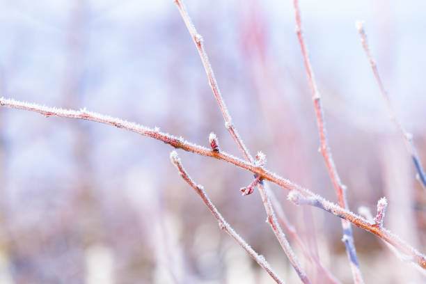 Morning frost on trees in apple orchard. Orchard blur with soft light for background