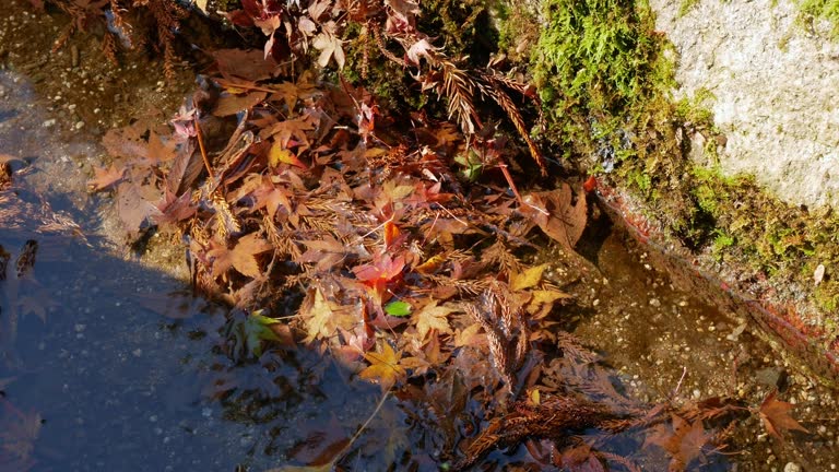 natural background view to the water flown canal water way with tree leaves floating in autumn daytime