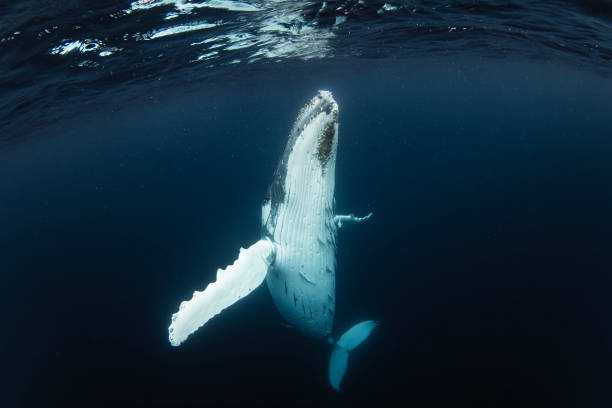 istock Close up of humpback whale with its arms open gesturing for a hug 1693410371