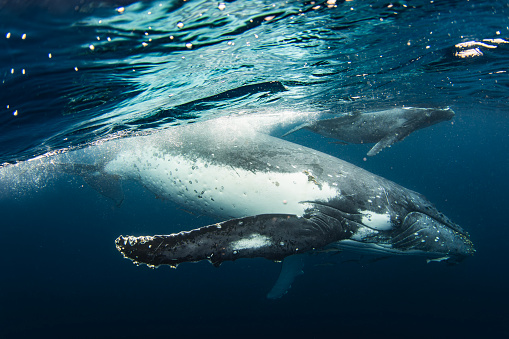 Close up of mother humpback whale with calf swimming near the surface in the open ocean. Photographed off the tropical island of Vava’u, Kingdom of Tonga.