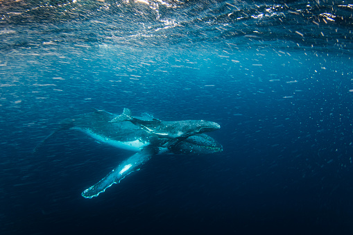 Close up of humpback whale with calf swimming on the surface in the rough ocean. Photographed off the tropical island of Vava’u, Kingdom of Tonga.