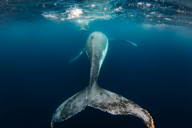istock Humpback whale with calf swimming off into the deep blue ocean together 1693410523