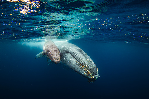 Underwater close up of encountering a humpback whale with calf swimming on the surface in the ocean. Photographed off the tropical island of Vava’u, Kingdom of Tonga.
