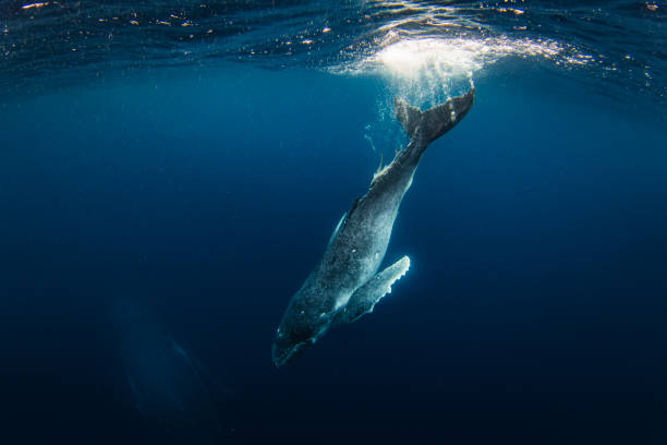 istock Humpback whale calf diving down from the ocean surface to its mother below 1693410663