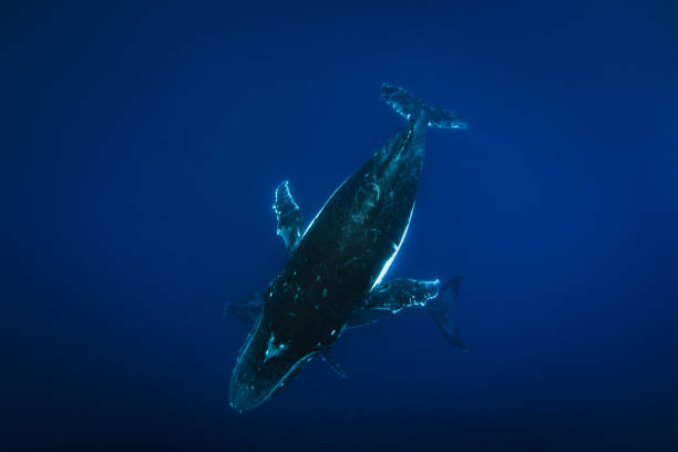 istock Humpback whale with calf swimming below the surface in the clear, blue Pacific Ocean 1693410866