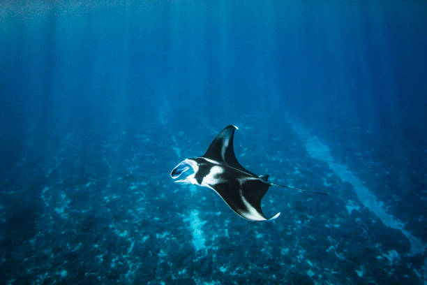 Manta Ray swimming past in clear blue open ocean. Photographed off the tropical island of Vava’u, Kingdom of Tonga.