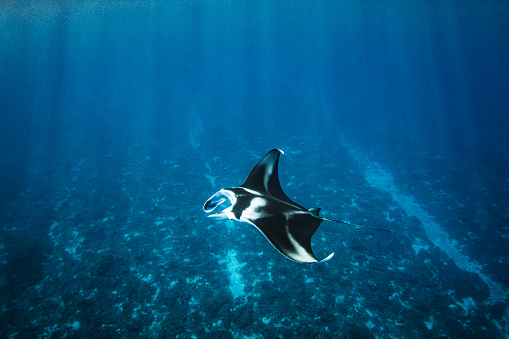 Manta Ray swimming past in clear blue open ocean. Photographed off the tropical island of Vava’u, Kingdom of Tonga.