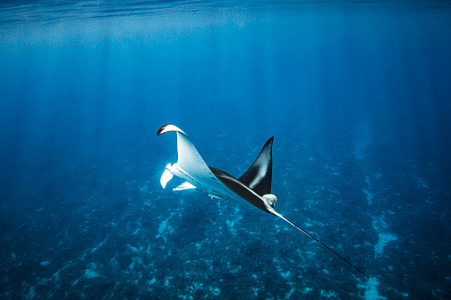 Manta Ray swimming past in clear blue open ocean. Photographed off the tropical island of Vava’u, Kingdom of Tonga.