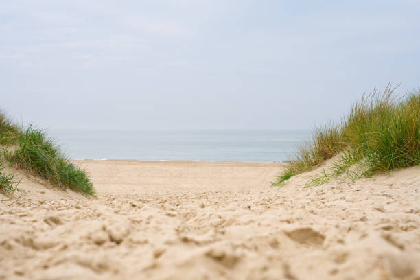 Looking at beach grass on a sand dune