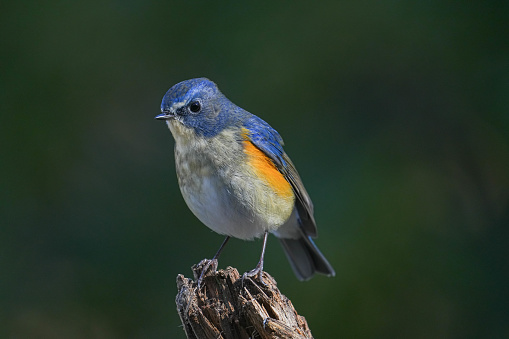 The Western Bluebird may catch insects in mid-air, or may seek them among foliage. The male typically arrives on breeding grounds before the female, and defends nesting territory by singing.