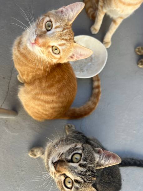 istock Cats waiting for food, looking at camera 1693416747