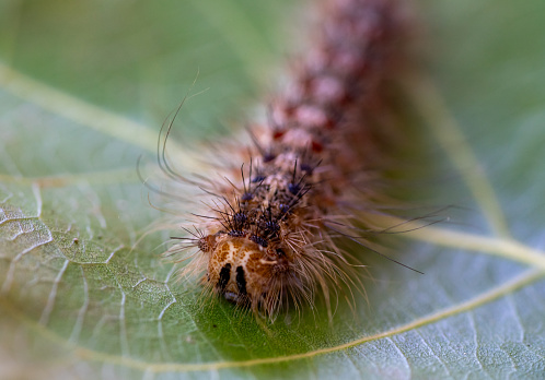 close up of oak processionary moth caterpillar on a plant