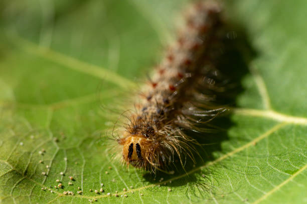 istock oak processionary moth caterpillar on a plant 1693418957