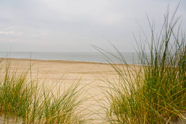 istock Beach view from the path sand between the dunes at Dutch coastline. Marram grass, Netherlands. 1693424674