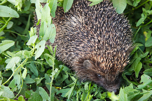 Prickly hedgehog hides in the grass on sunny day.