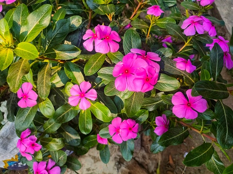 The pink periwinkle flower looks beautiful on the plant
