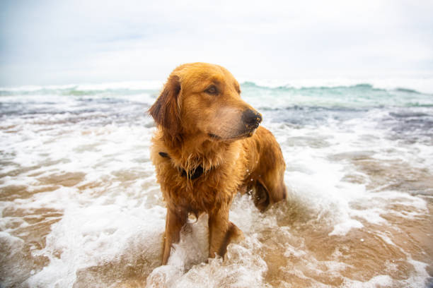 A golden retriever dog standing in the ocean waves. The dog is wet and has a sad expression on its face. It stands in the shallow water with the waves crashing around its legs. The background consists of the ocean and the horizon, with a cloudy sky and greenish-blue water. The image has a warm and moody tone, capturing the emotions of the dog and the power of nature.