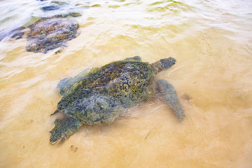 A green sea turtle swimming in shallow water.