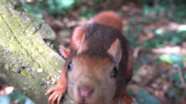 Curious red squirrel in a city park